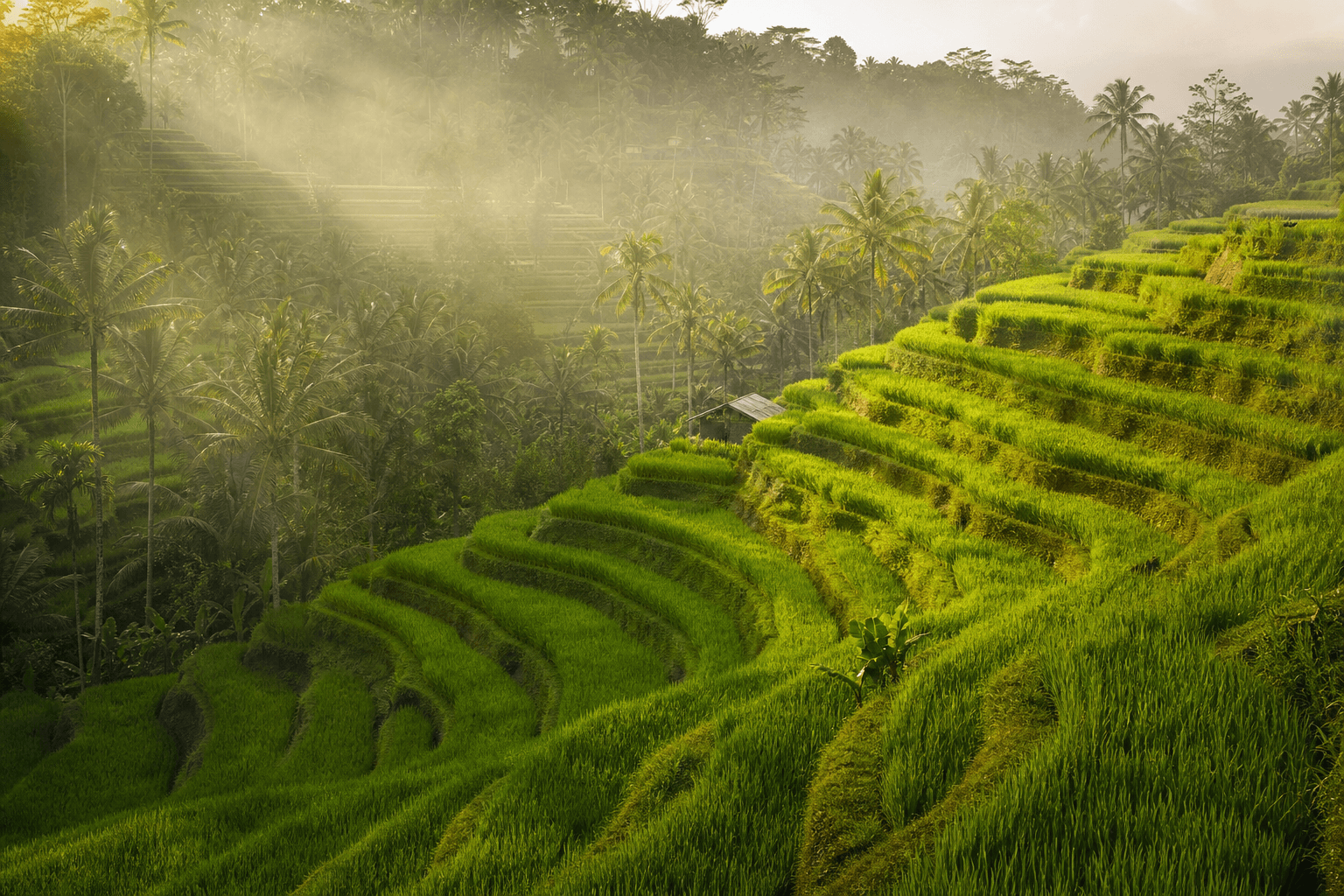 Bali rice terraces at golden hour