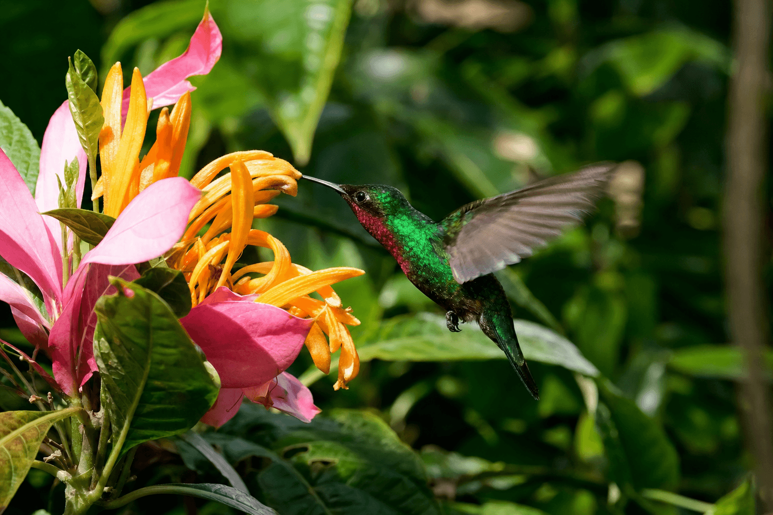 Hummingbird at tropical flowers