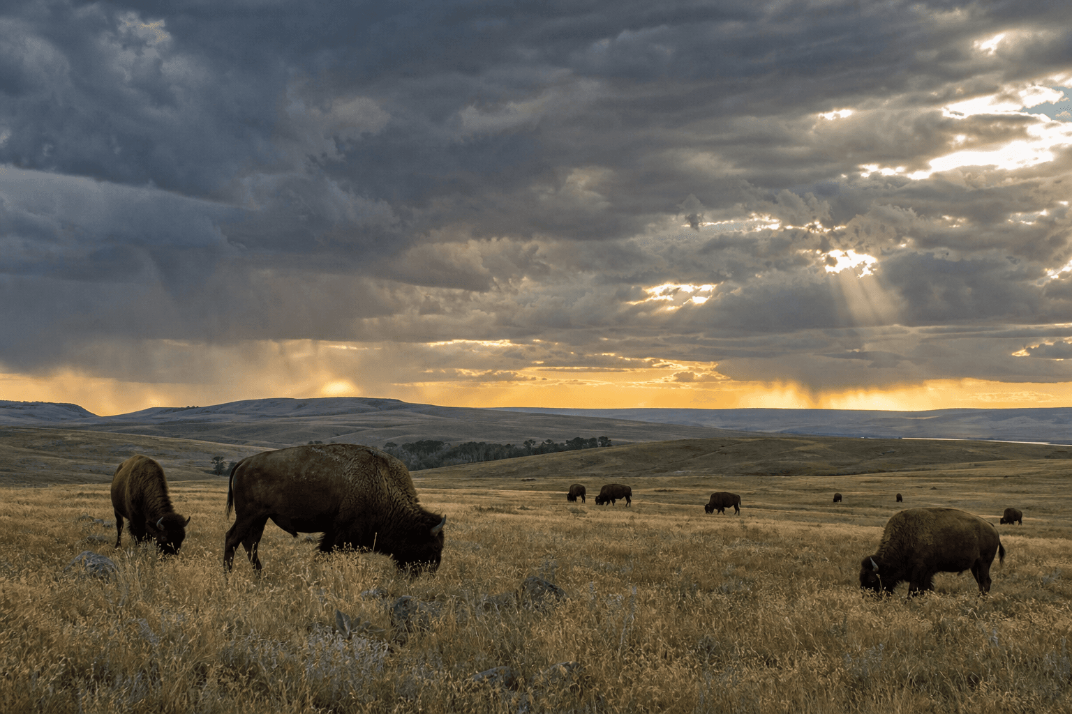 Bison under a Montana sky
