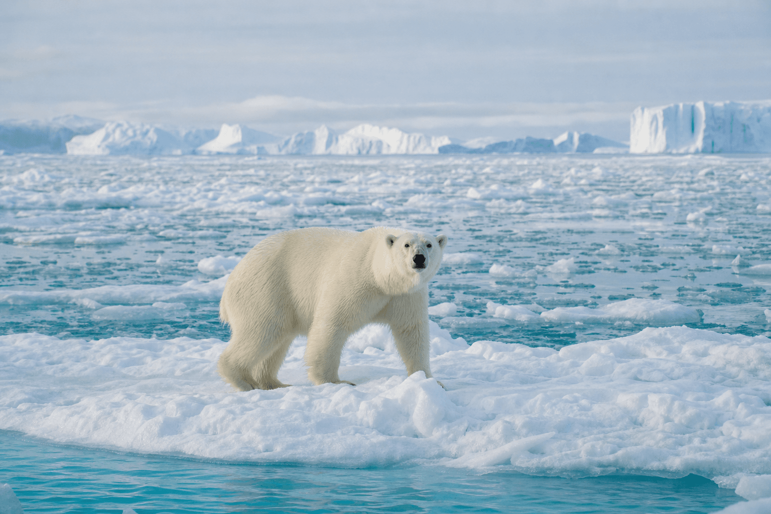 Polar bear on Arctic ice