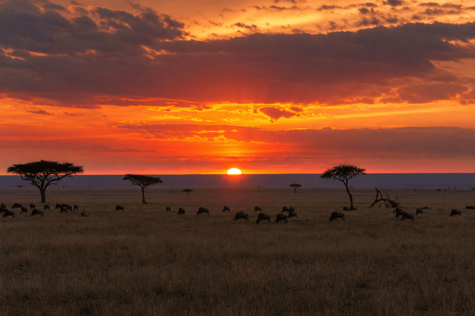 Serengeti sunset