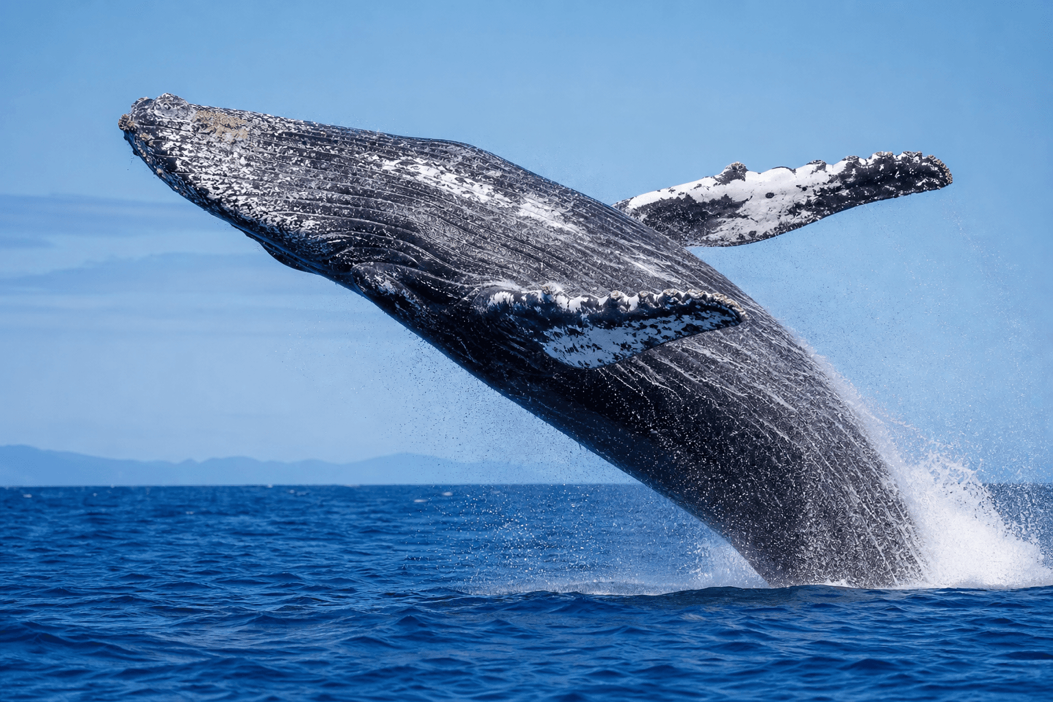 Whale breaching the open sea