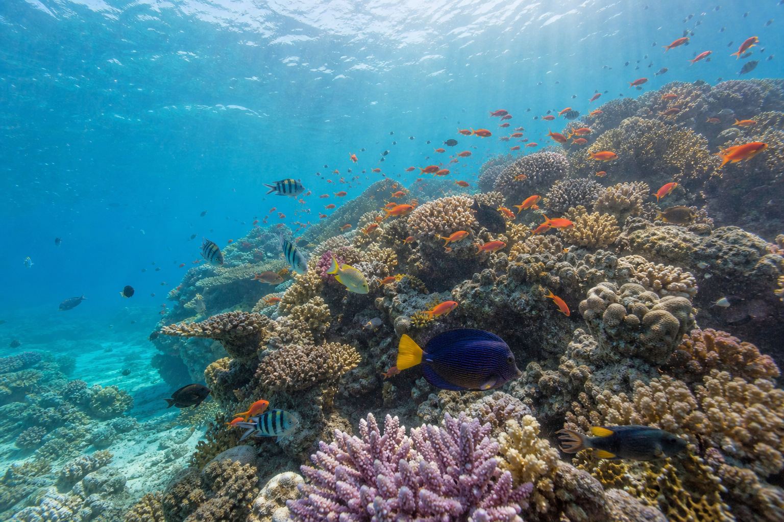 Underwater scene of the Great Barrier Reef, vibrant coral gardens in turquoise tropical water, colorful reef fish in soft shafts of sunlight, real photograph, underwater photography