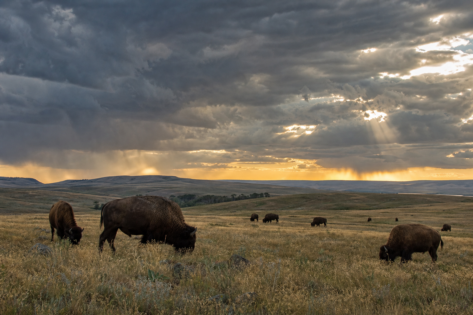 American bison grazing on Montana prairie grasslands under a big dramatic sky with rolling storm clouds and breaks of golden light, real photograph, wildlife documentary