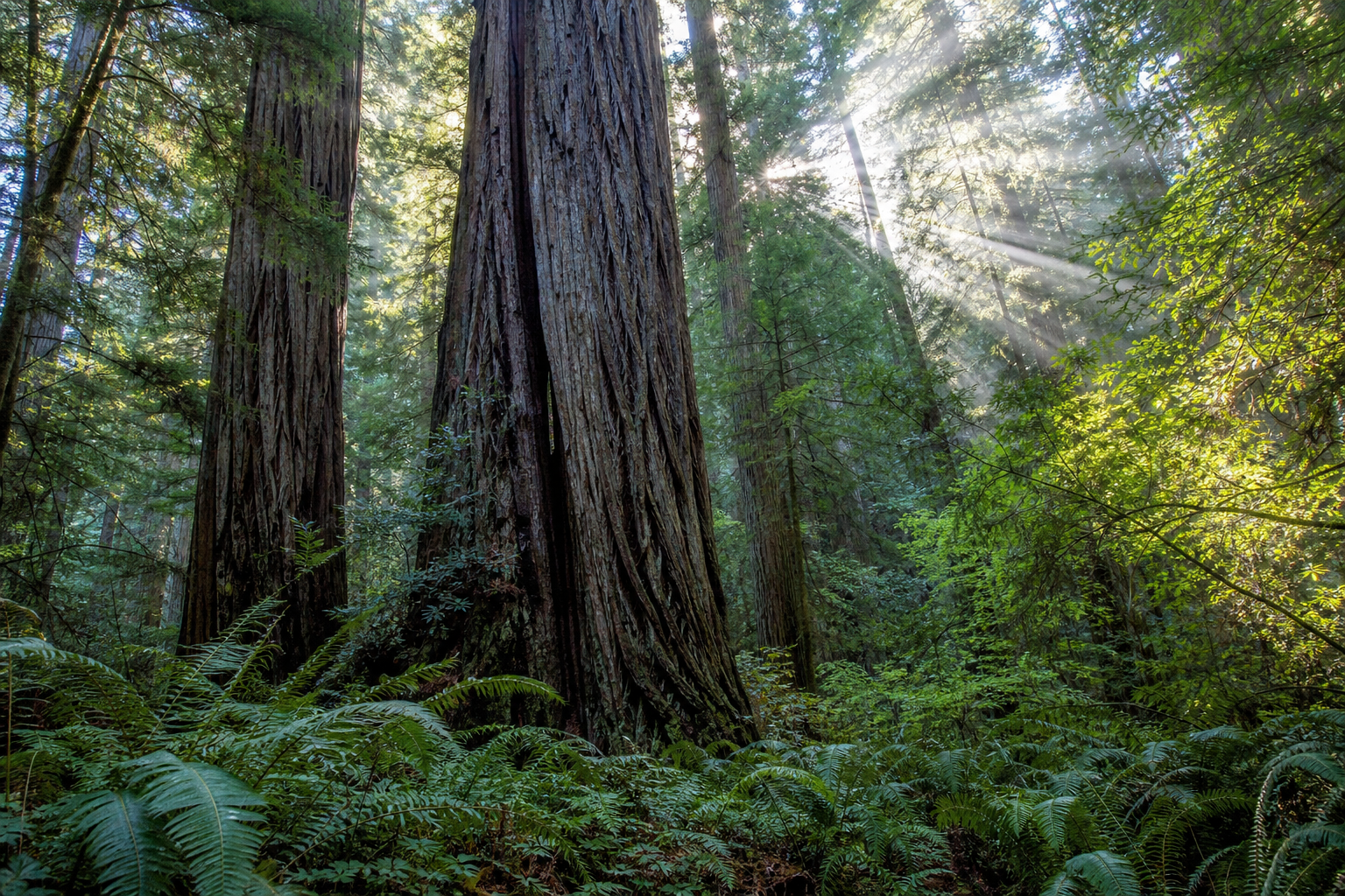 A towering California redwood forest, massive ancient trunks with soft sunbeams filtering through canopy fog, lush ferns on the forest floor, real photograph, nature photography