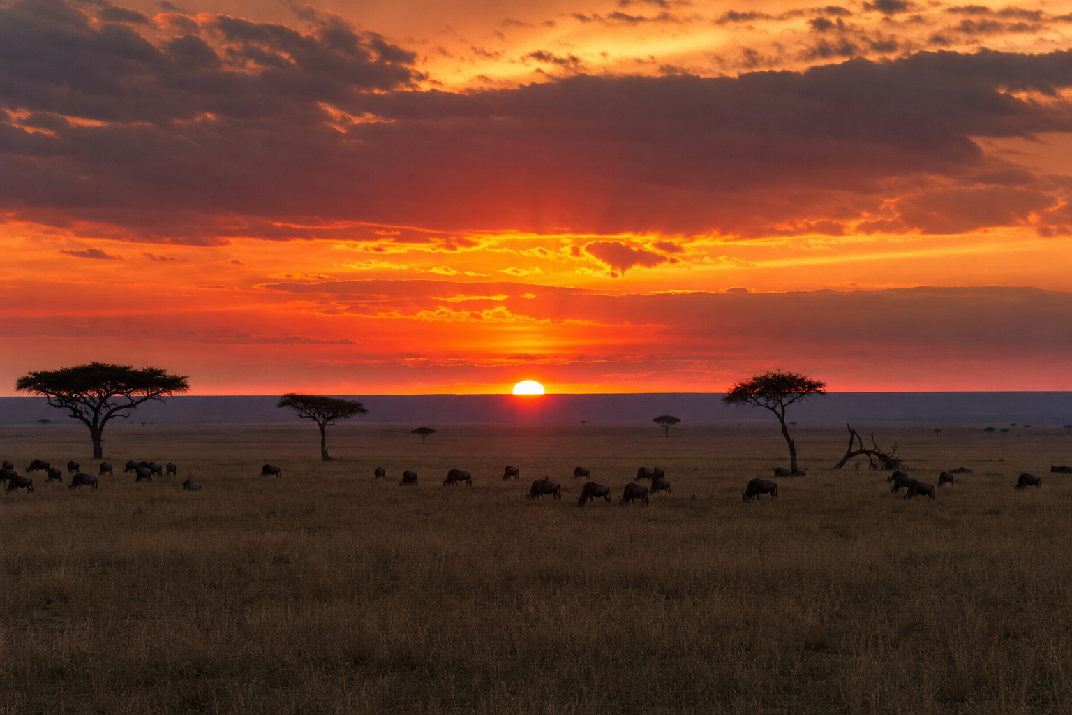 Serengeti sunset Africa, endless golden grassland with acacia silhouettes, herds of wildebeest in the distance, dramatic orange and magenta sky, real photograph, wildlife landscape photography